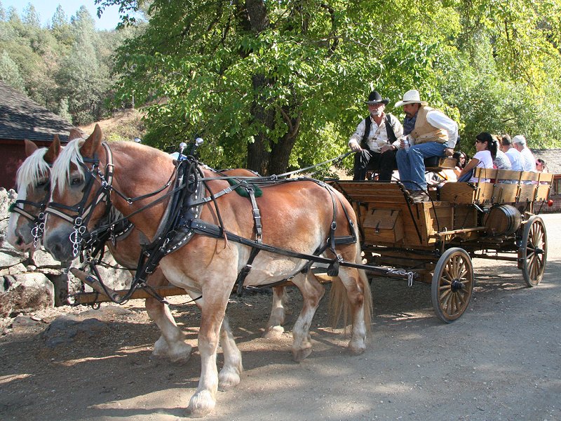 Brown Horses