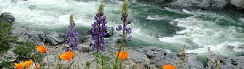 Lindgerg flowers and river